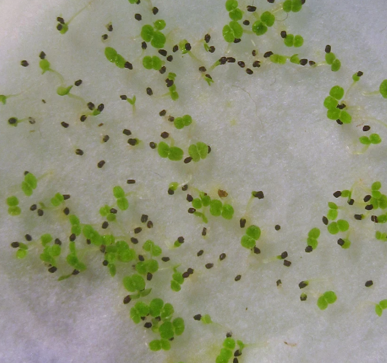 Gloxinia " Baccarat " 5 Seeds