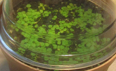 Gloxinia " Baccarat " 5 Seeds