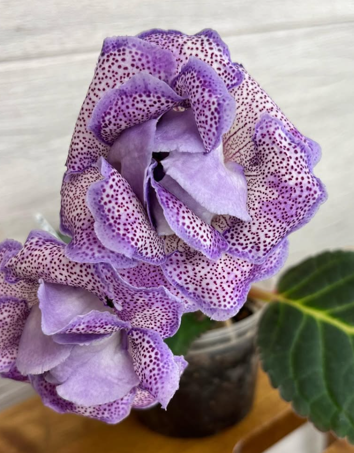 Gloxinia " Moroccan Princess " 5 Seeds