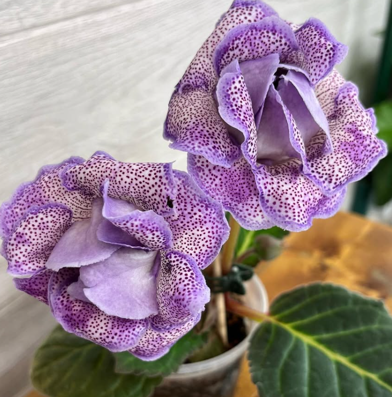 Gloxinia " Moroccan Princess " 5 Seeds