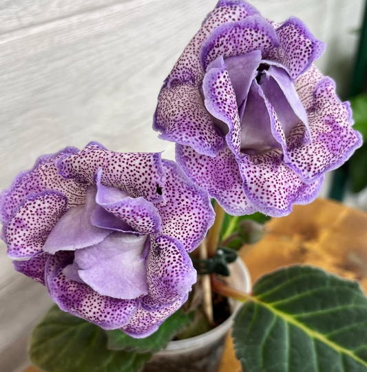 Gloxinia " Moroccan Princess " 5 Seeds
