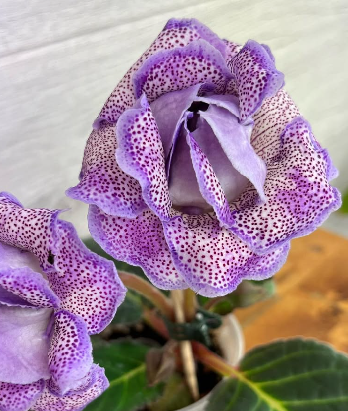 Gloxinia " Moroccan Princess " 5 Seeds