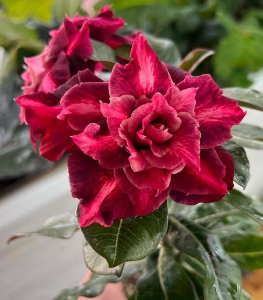 Adenium Yu Jiao 6 Seeds