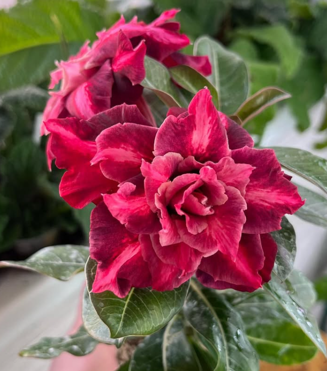 Adenium Yu Jiao 6 Seeds