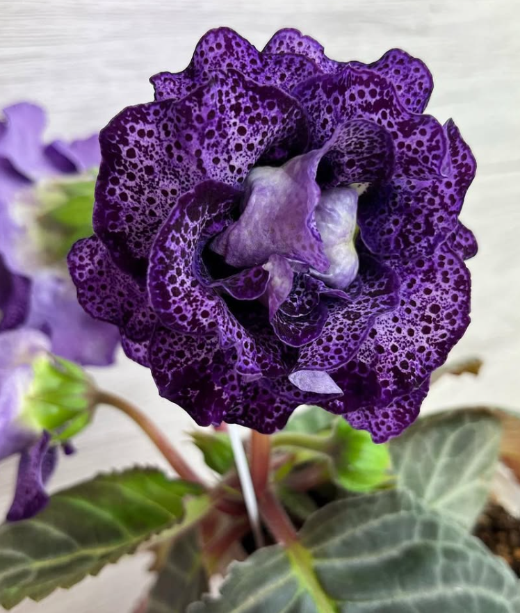 Gloxinia " Vilory " 5 Seeds
