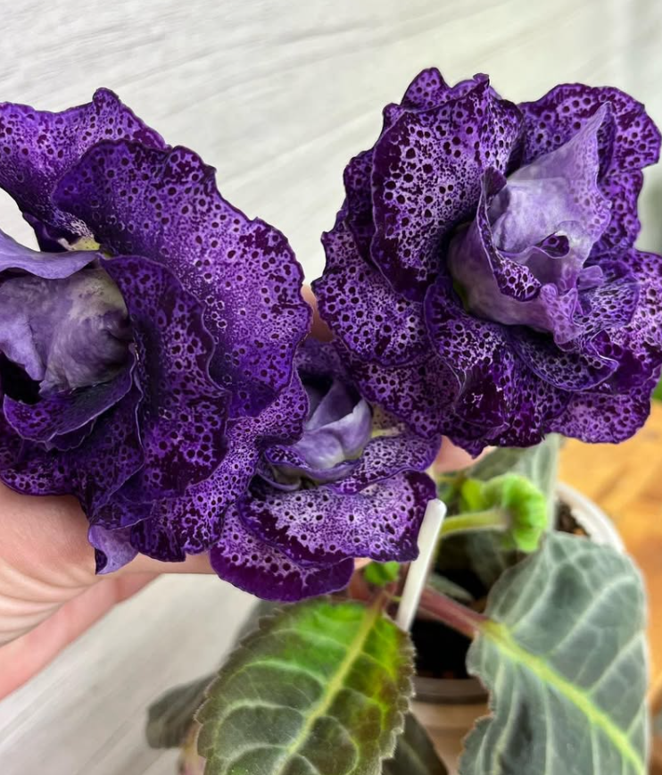 Gloxinia " Vilory " 5 Seeds