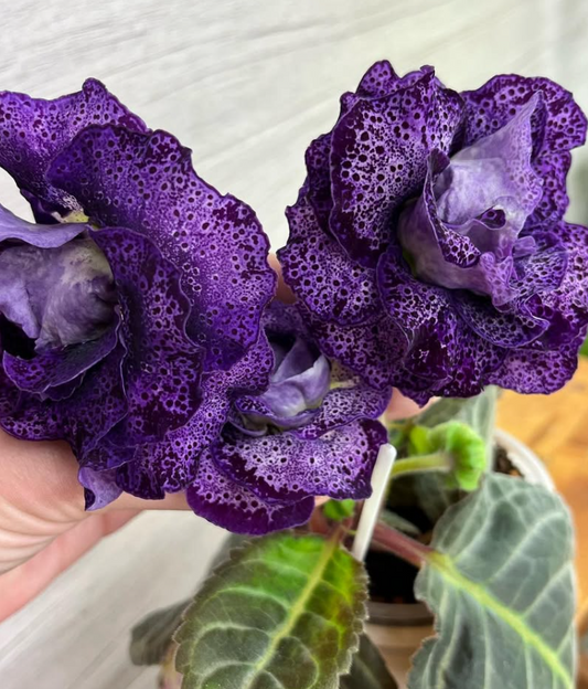 Gloxinia " Vilory " 5 Seeds