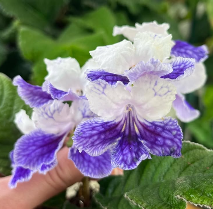 Streptocarpus " Purple Panda " 55 Seeds