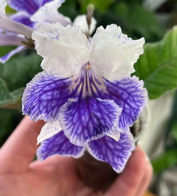 Streptocarpus " Purple Panda " 55 Seeds