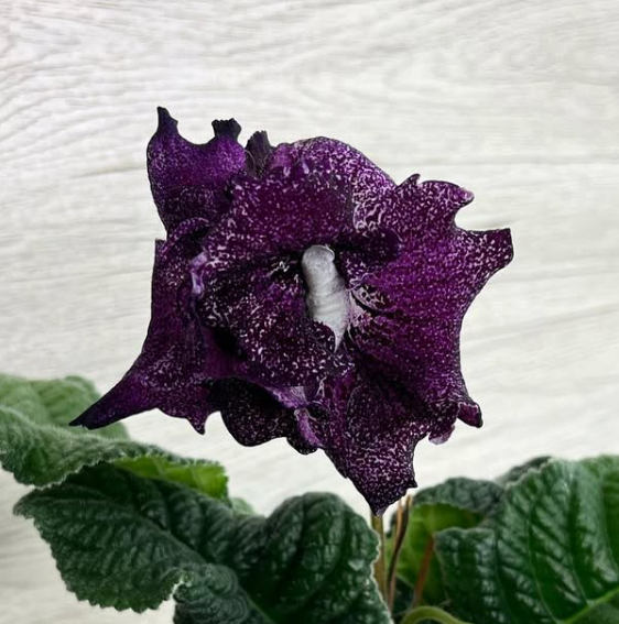 Streptocarpus " Bear " 55 Seeds