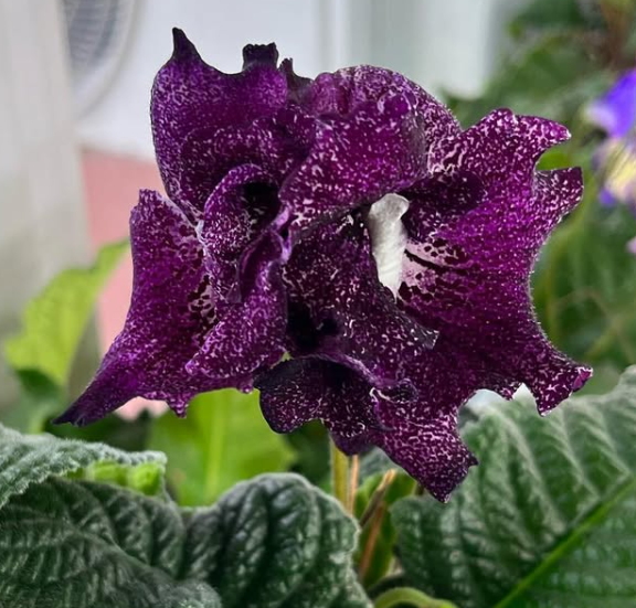 Streptocarpus " Bear " 55 Seeds