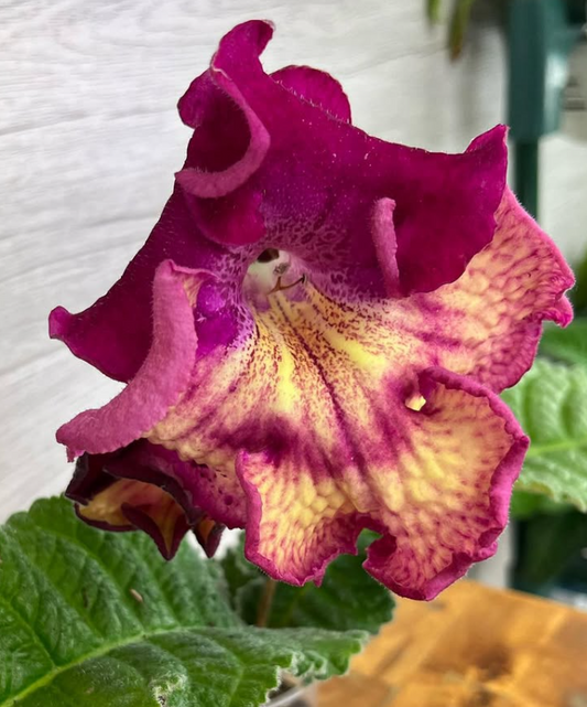 Streptocarpus " DS-2427 " 55 Seeds