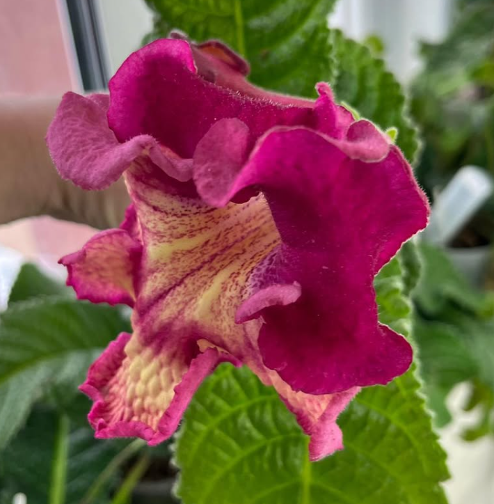 Streptocarpus " DS-2427 " 55 Seeds