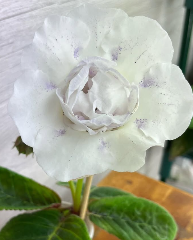 Gloxinia " Winter " 5 Seeds