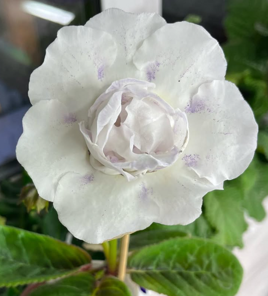 Gloxinia " Winter " 5 Seeds