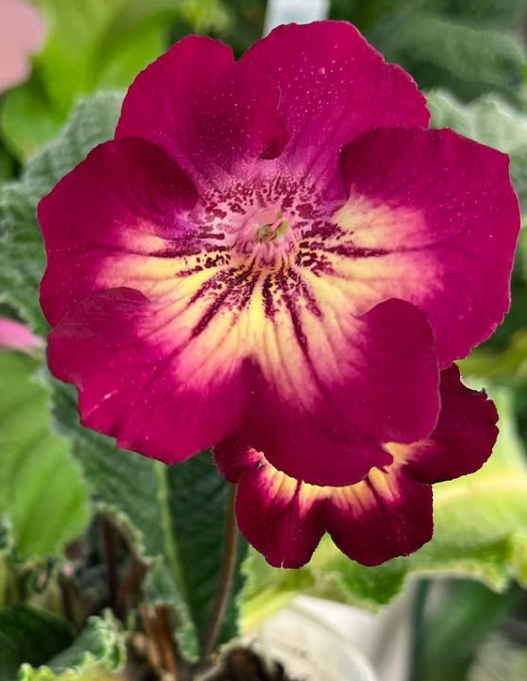 Streptocarpus " Big Heart " 55 Seeds