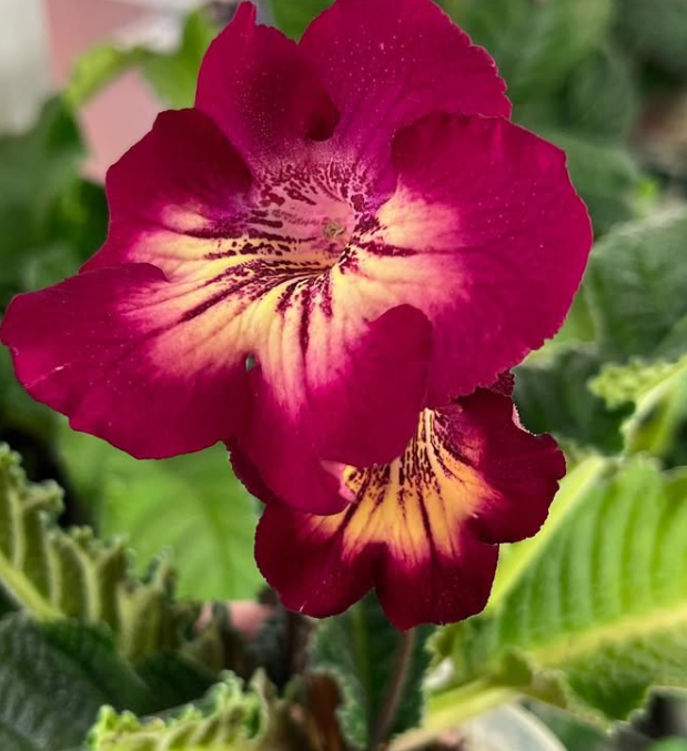 Streptocarpus " Big Heart " 55 Seeds