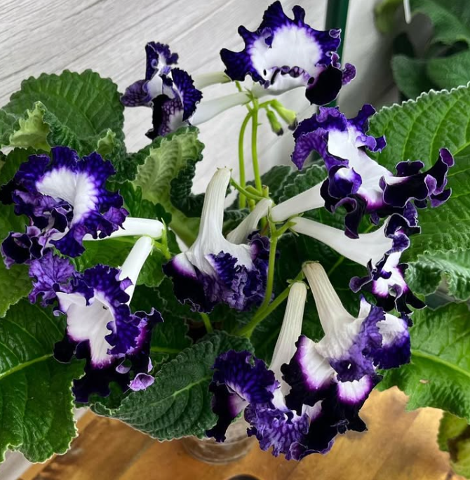 Streptocarpus " Pegasus " 55 Seeds