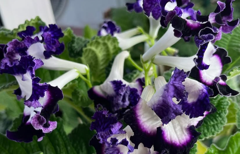 Streptocarpus " Pegasus " 55 Seeds