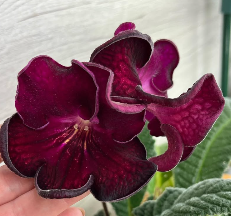 Streptocarpus " DS-1563 " 55 Seeds