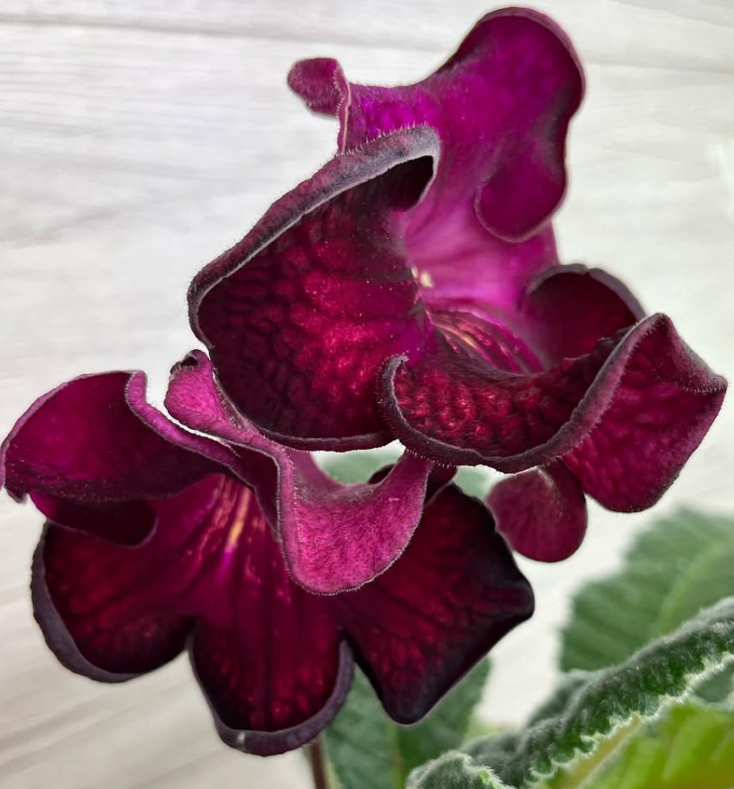 Streptocarpus " DS-1563 " 55 Seeds