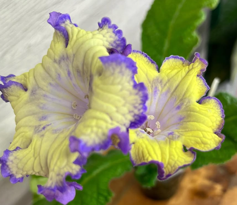 Streptocarpus " Ultra " 55 Seeds