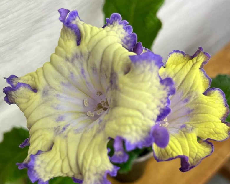 Streptocarpus " Ultra " 55 Seeds