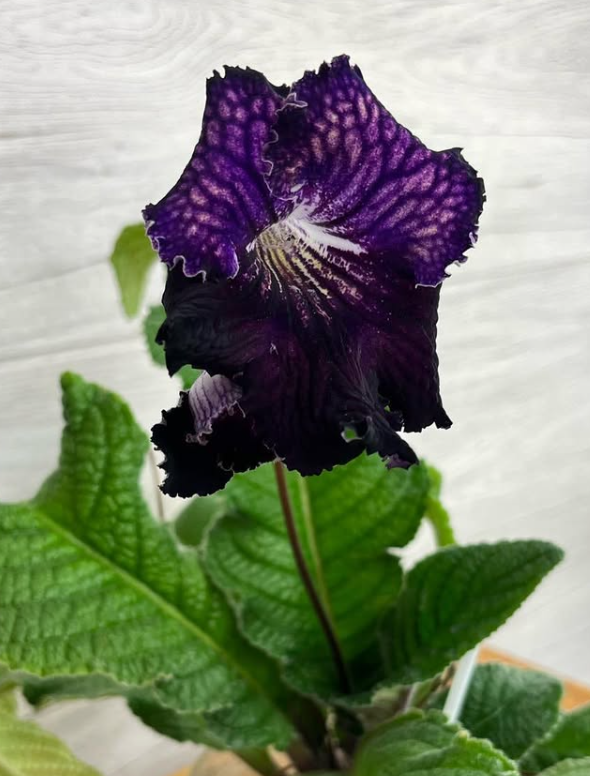 Streptocarpus " Dem-Jin " 55 Seeds