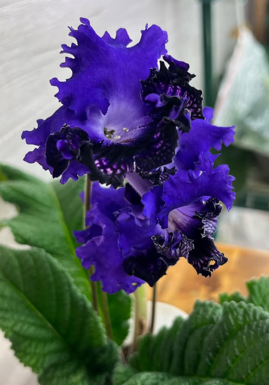 Streptocarpus " Night Vision " 55 Seeds