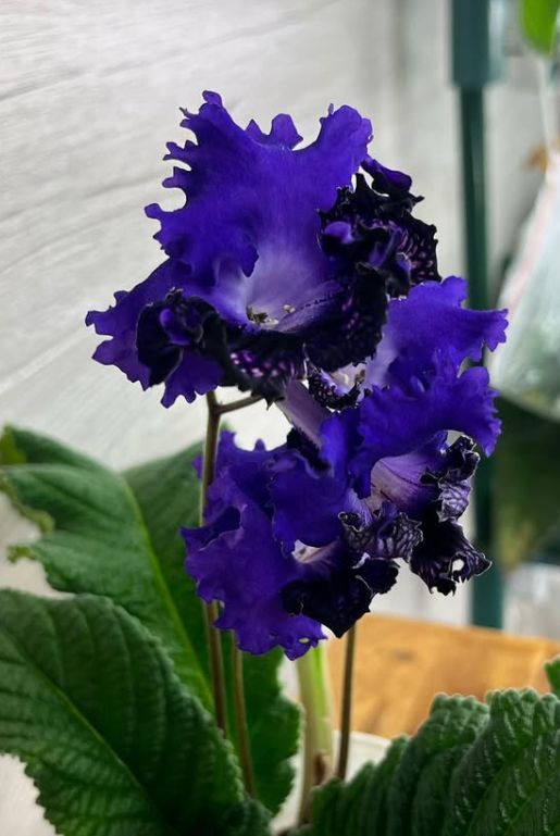 Streptocarpus " Night Vision " 55 Seeds