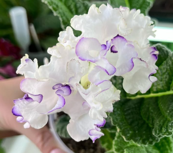 Streptocarpus " Aphrodite " 55 Seeds
