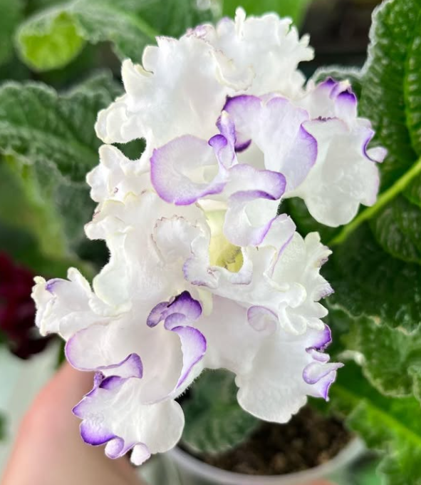 Streptocarpus " Aphrodite " 55 Seeds