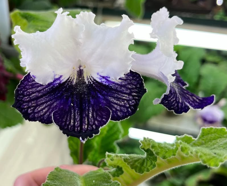 Streptocarpus " London Eye " 55 Seeds