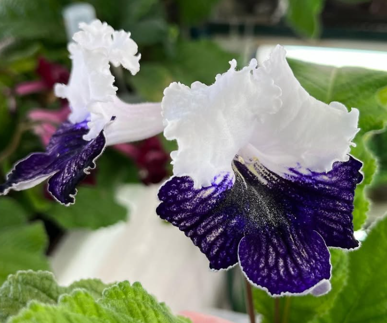 Streptocarpus " London Eye " 55 Seeds
