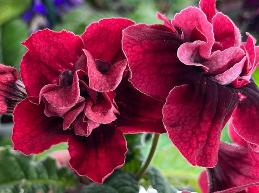 Streptocarpus " Diva " 55 Seeds