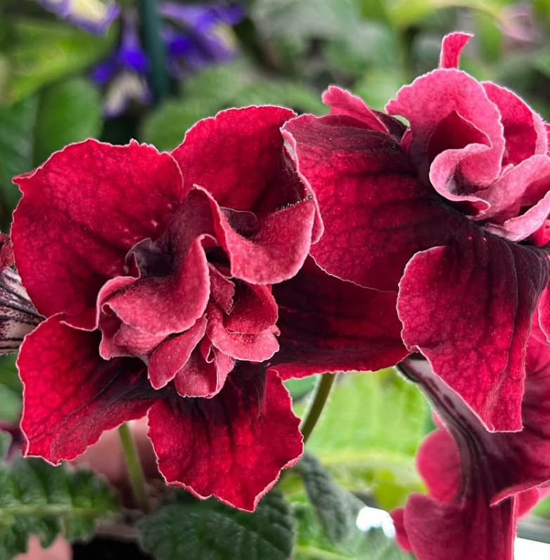 Streptocarpus " Diva " 55 Seeds