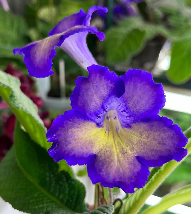Streptocarpus " Tokyo " 55 Seeds
