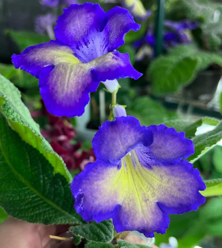 Streptocarpus " Tokyo " 55 Seeds