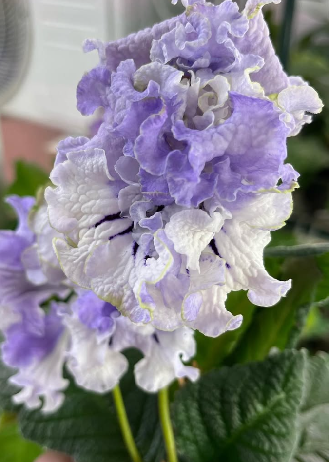 Streptocarpus " Smokey " 55 Seeds