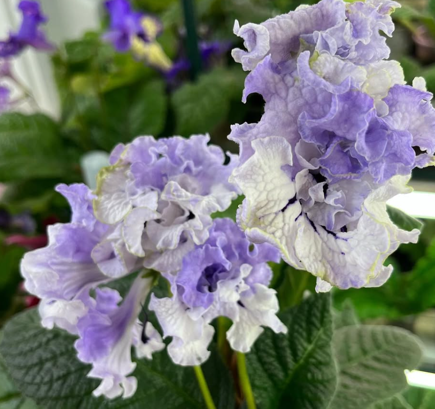 Streptocarpus " Smokey " 55 Seeds