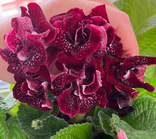 Streptocarpus " Shake " 55 Seeds