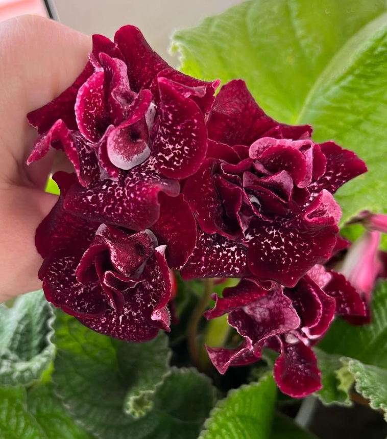 Streptocarpus " Shake " 55 Seeds