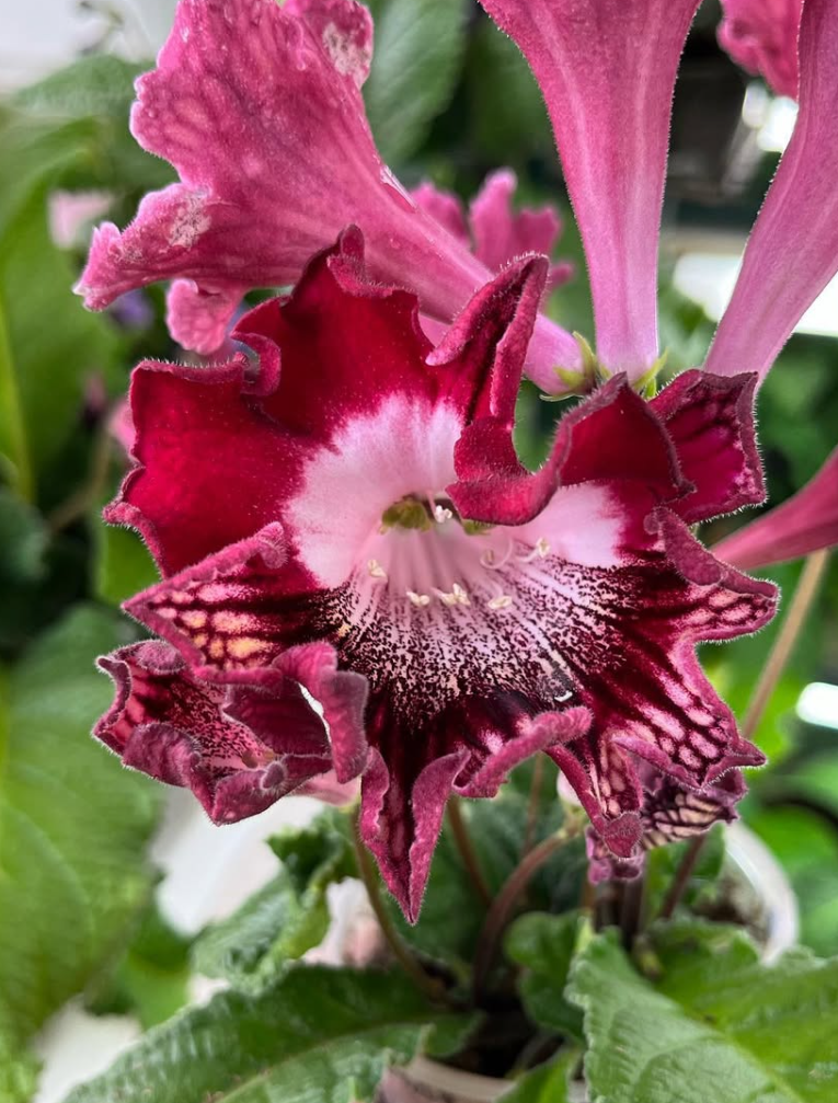 Streptocarpus " Fortune " 55 Seeds