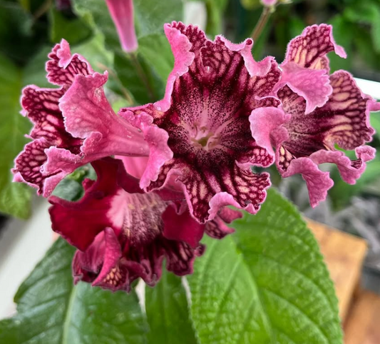 Streptocarpus " Fortune " 55 Seeds