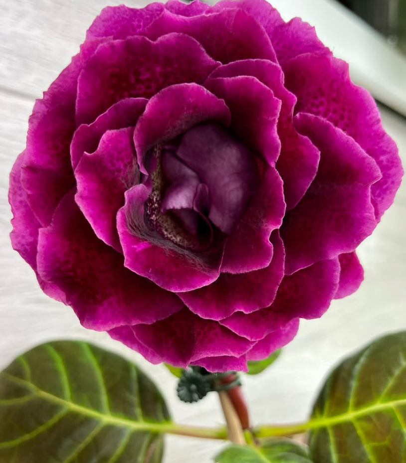 Gloxinia " Elfrida " 5 Seeds