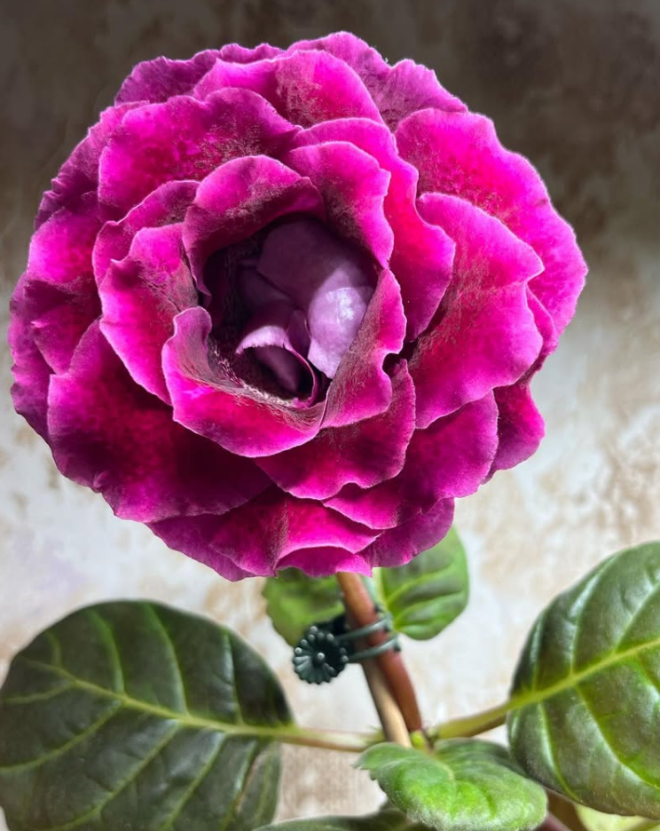 Gloxinia " Elfrida " 5 Seeds