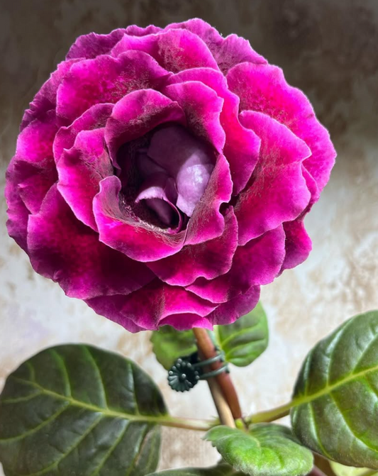Gloxinia " Elfrida " 5 Seeds