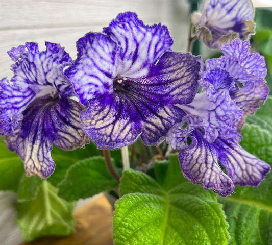 Streptocarpus " Picnic " 55 Seeds