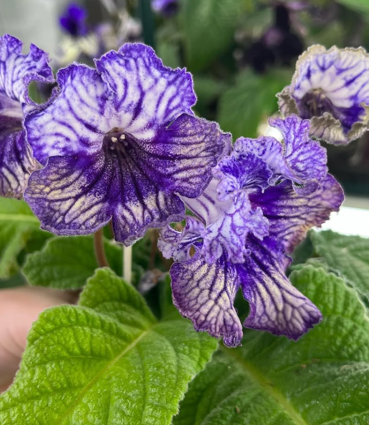 Streptocarpus " Picnic " 55 Seeds