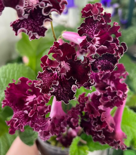 Streptocarpus " Curly Forelock " 55 Seeds